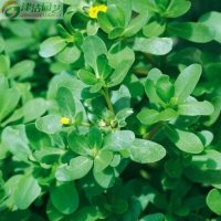 蔬菜种子 野菜 五行草 安乐菜麻子菜 马齿苋种子