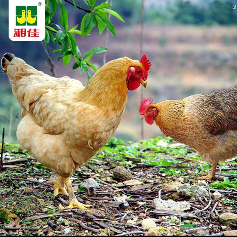 【湘佳系列】湘佳石门新鲜土鸡 活鸡现杀正宗