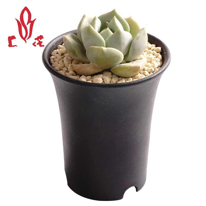 [上花] 白牡丹 多肉组合盆栽种植套装 含盆营养