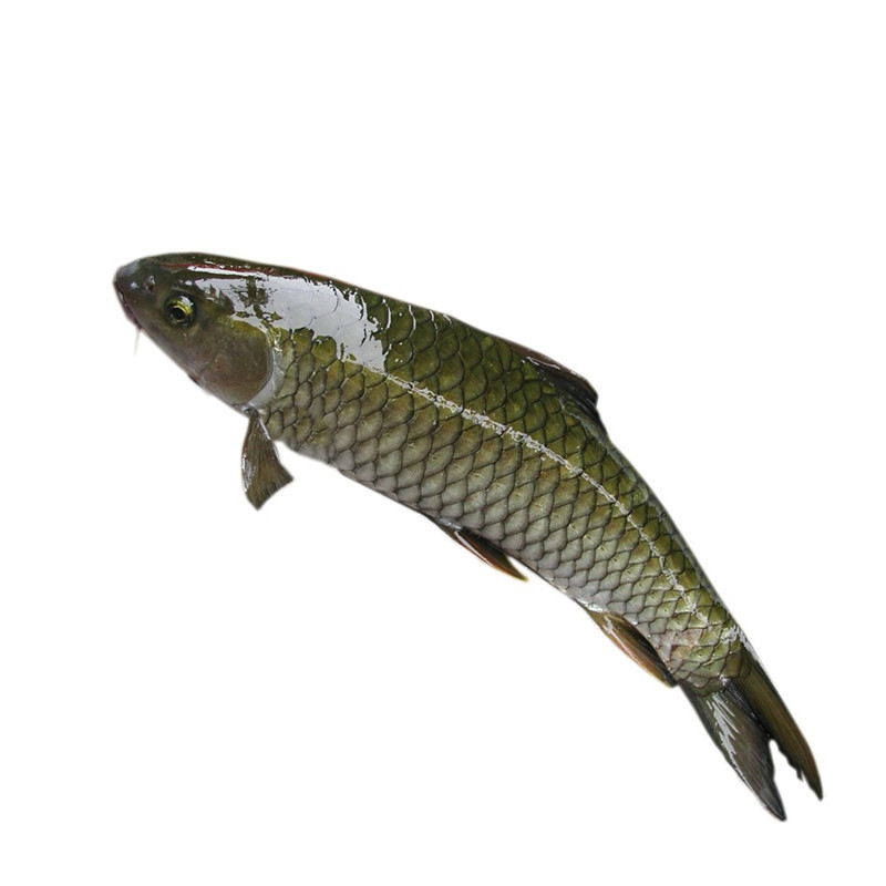 【七果果系列】大草鱼1条 约2.5kg 鲩鱼 水煮鱼