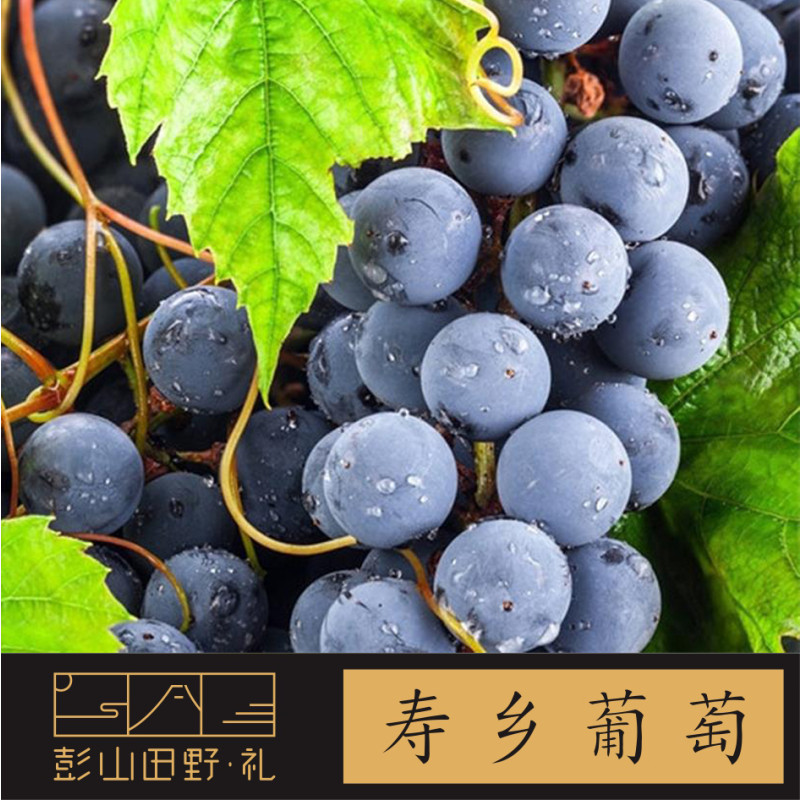 彭山田野礼 四川新鲜水果批发 无籽葡萄 夏黑1kg 顺丰包邮高清实拍图