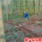 小孔细铁丝网围栏养殖网家用荷兰网养鸡网防护网钢丝网隔离网铁网_1 塑后2.3粗*6厘米孔*1.5米高*30米