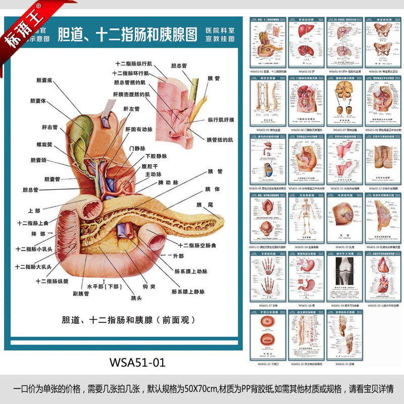 医院科室挂图人体结构图,胆道十二指肠和胰腺图宣传画wsa51