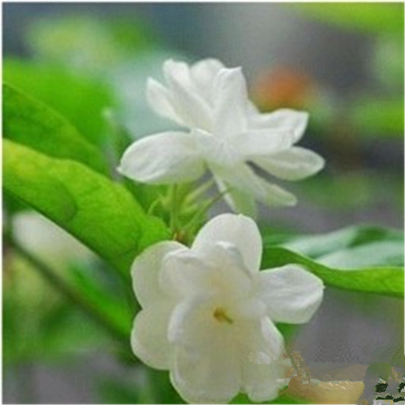 花卉种子 白色茉莉花种子 白茉莉 草茉莉种子 10粒/包高清实拍图