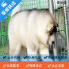 麦比佳 纯种巨型阿拉斯加幼犬活体宠物 熊版十字脸阿拉斯加雪橇犬 双血统烟灰色桃脸阿拉斯加幼崽 大型犬雪橇犬阿拉斯加犬1