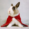 兔子衣服猫猫兔垂耳兔披风圣诞迷你裙兔子斗篷泰迪狗狗猫咪斗篷兔子装饰品_1 S码(适合脖围26-30cm的宝宝)