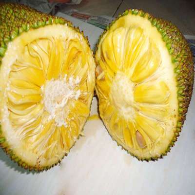 海南特产 新鲜现摘菠萝蜜约20斤\/个