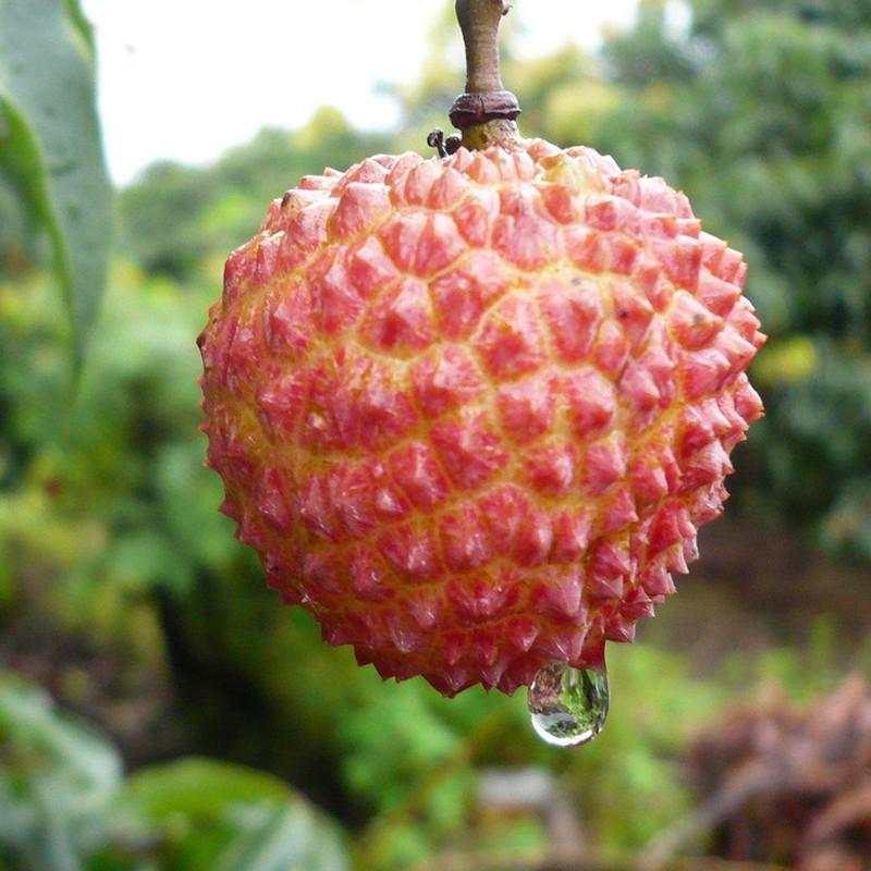 【海南农垦】无核荔枝