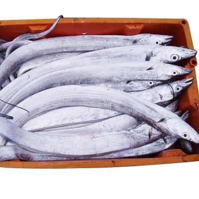 【大渔场食品\/生鲜】新鲜带鱼 2斤左右\/条 高档