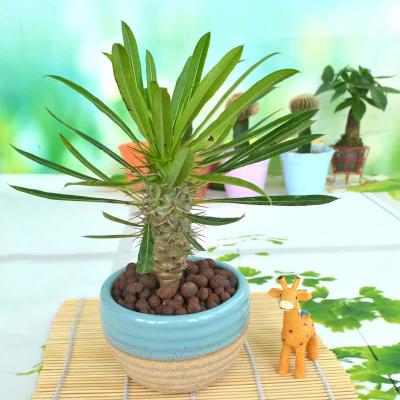 非洲霸王树 棒槌树 多肉植物 防辐射吸有害气体