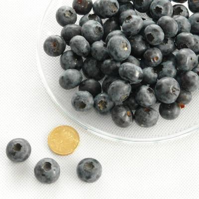 长白工坊 长白山鲜采蓝莓鲜果 蓝莓125克\/盒 顺