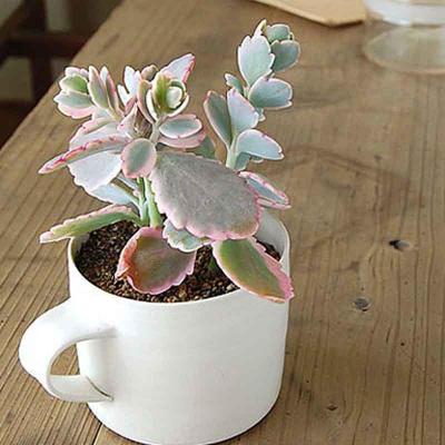 津沽园艺 多肉植物 景天多肉小盆栽 玉吊钟 创意