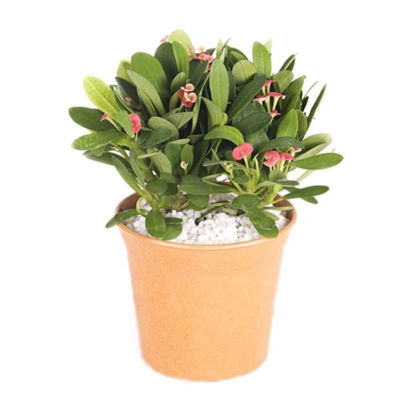 【津沽园艺】绿植盆栽