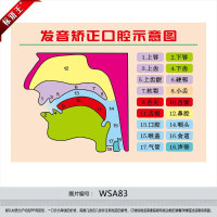 发音矫正口腔示意图挂图宣传画英语拼音发音器官图解墙贴画wsa