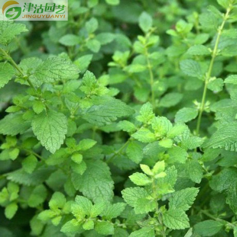 津沽园艺 花卉种子 香草种子 柠檬香蜂草种子 吸毒草蜜蜂花种子