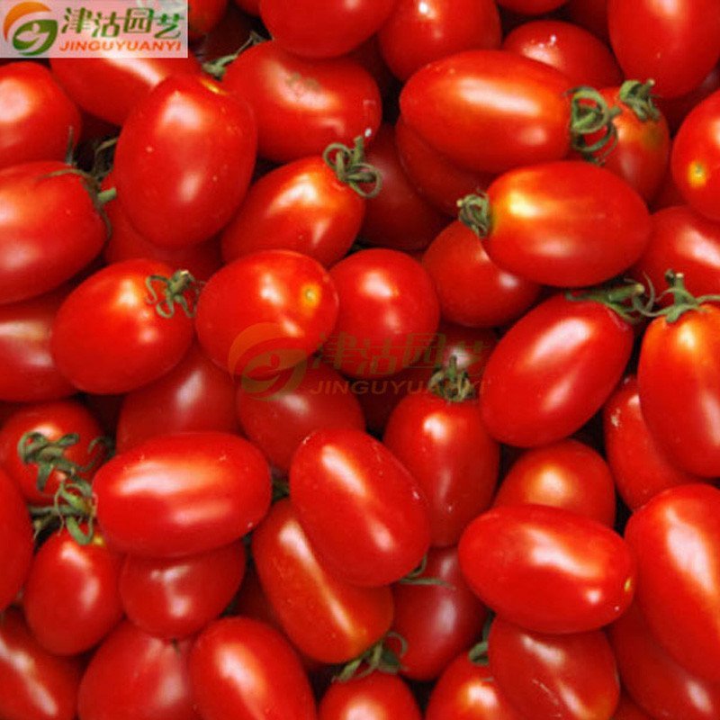 庭院植物 蔬菜种子 番茄种子 红圣女果品种 盆栽