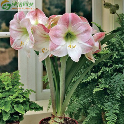 荷兰进口 朱顶红大种球 秋冬盆栽花卉 单瓣花卉 【苹果花】 28/30