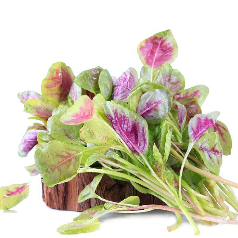 七果果 红米苋 2斤 苋菜 新鲜蔬菜 as
