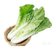 我要发芽 蔬菜种子 小白菜种子 小青.