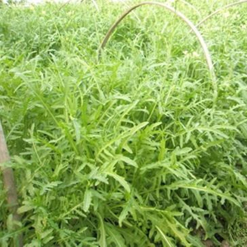 我要发芽 蔬菜种子 芝麻菜种子 芸芥 火箭生莱 浓郁芝麻香味 适合炒食