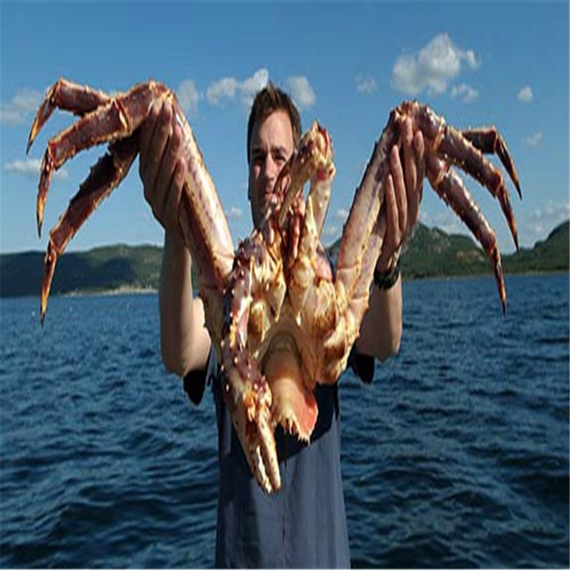 金御丰海鲜 鲜活帝王蟹 深海蟹 鲜活海鲜 螃蟹 蟹 进口帝王蟹 6斤