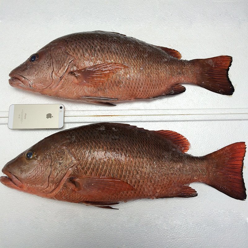 深海红友鱼 深海海鲜鱼 每条重量2.5kg~15kg