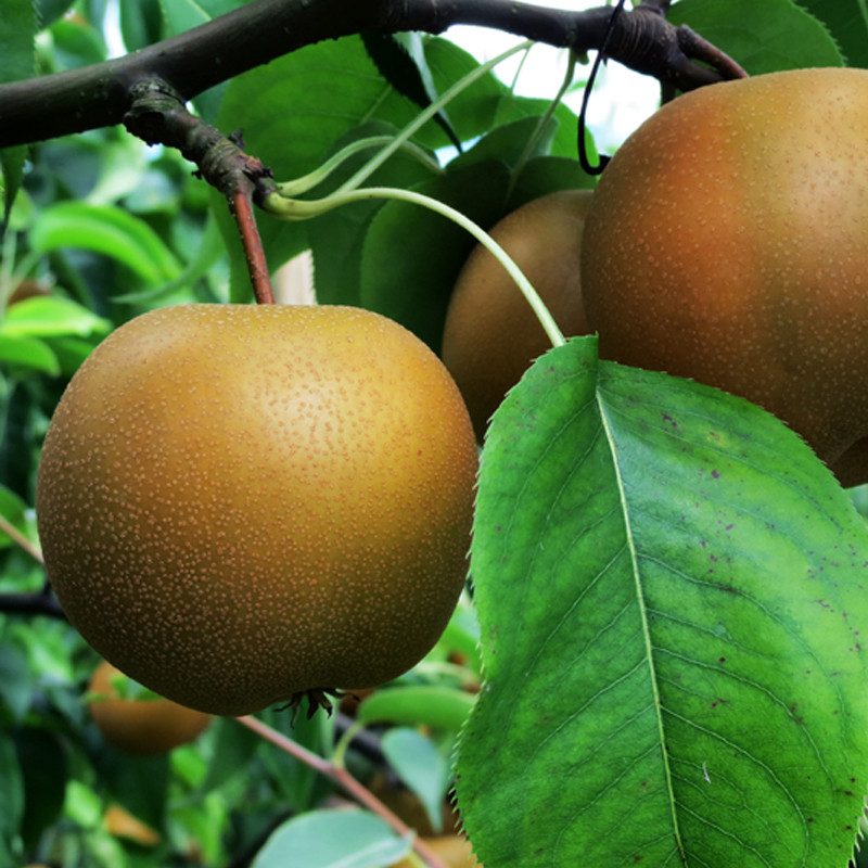 【中华特色馆】湖南浏阳特产 大围山梨翠冠梨