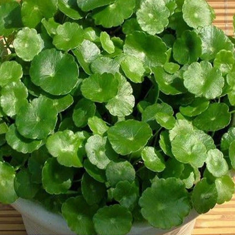 (铜钱草100根茎不带叶子)铜钱草水培植物办公室桌面盆栽金钱草花卉