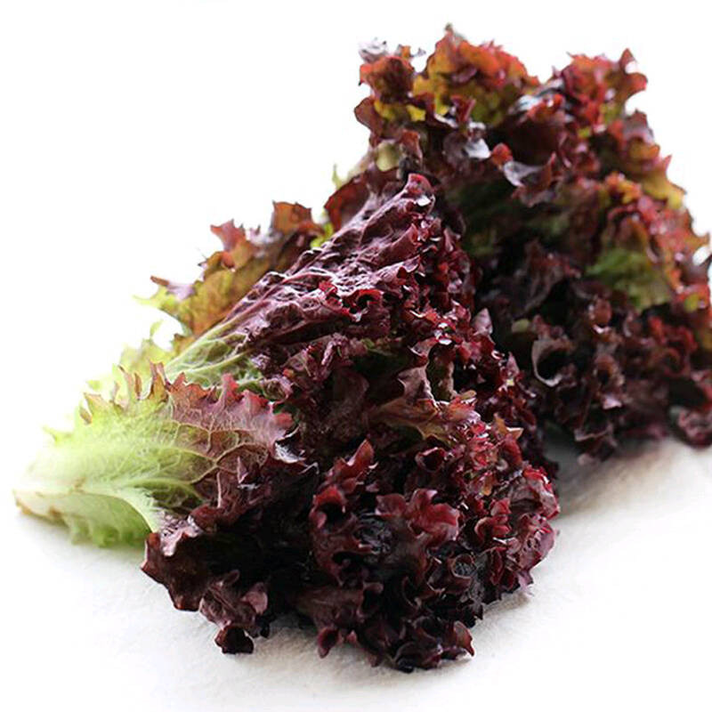 春节正常发紫叶生菜 1kg 罗莎红 紫生菜 新鲜