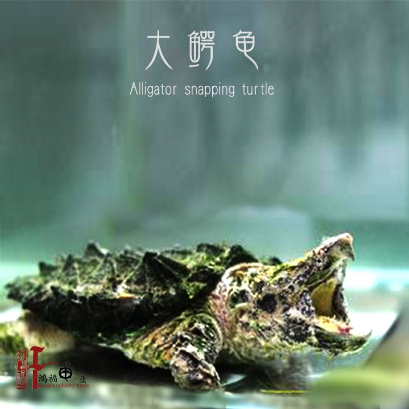大鳄龟苗价格图片