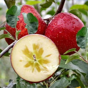 云南昭通丑苹果冰糖心新鲜水果当季整箱5斤红富士非大凉山苹果