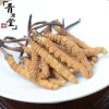 青源堂 冬虫夏草 5条/g