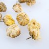 义和祥胎菊杭白菊 桐乡胎菊 50g/罐 菊花茶 花草茶