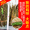 霍山铁皮石斛鲜条四年生石斛新鲜林下铁皮石斛枫斗胶质饱满渣少