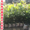 洋子（YangZi）无纺布花盆加厚育苗袋营养袋营养杯育苗杯营养钵植树袋定制_3 厚28x30(直径17x高21.5)一百个
