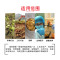 洋子（YangZi）镀锌电热恒温培养箱微生物霉菌培养箱种子发芽箱催芽箱 303-4镀锌内胆
