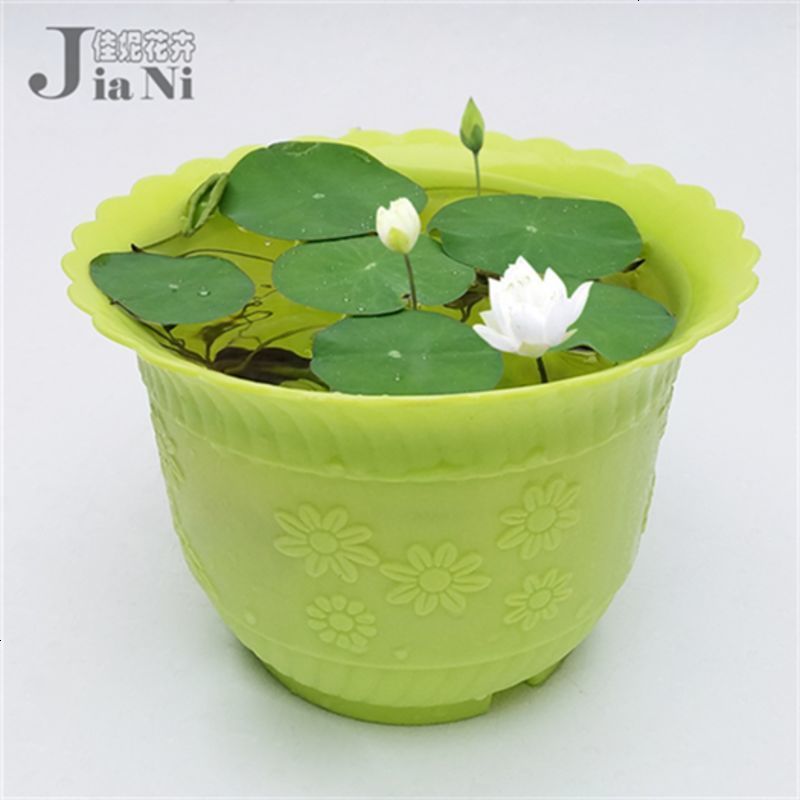 鸿盾系列 睡莲种子迷你荷花莲花莲子水生植物室内盆栽池塘种植图片 高清实拍图 苏宁易购