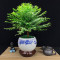 红豆杉树苗绿萝室内植物盆栽花卉吸甲醛净化空气四季常青绿植盆景_5 红豆杉80-90cm【不带盆】