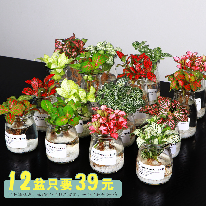 T水培多肉布丁多肉植物多肉组合盆栽DIY乐趣花卉盆栽桌面绿植_2 绮罗香（12个一组6盆植物）