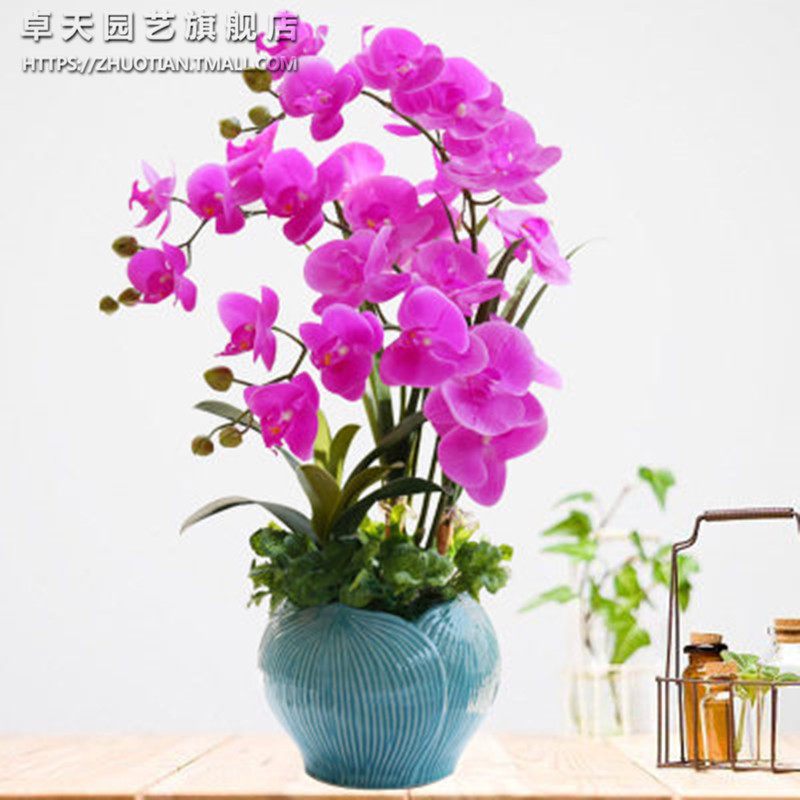 蝴蝶兰花苗盆栽苗室内外花卉绿植办公桌面鲜花君子兰带花苞兰花_2 大富贵