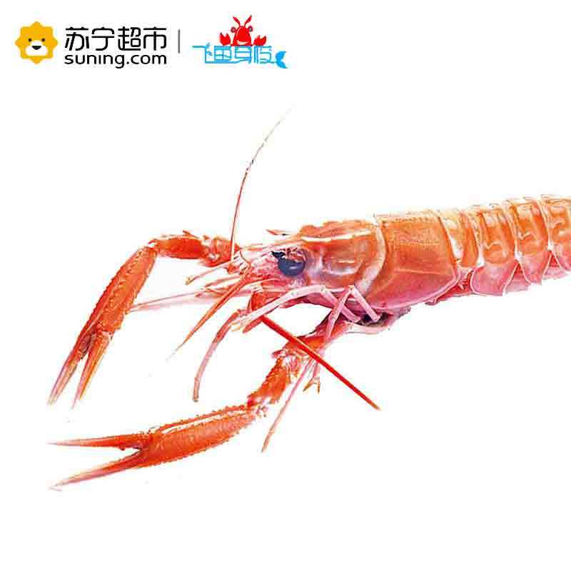 【苏宁生鲜】【冷冻】新西兰 鳌虾 刺身级 5号1000g盒装 35只+ 顺丰冷链空运 海鲜水产