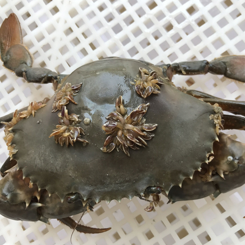 【活鲜】沈志雄 东山岛海鲜活红膏蟹红鲟青螃蟹 1只 450g高清实拍图