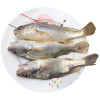 沈志雄东山岛海鲜海钓白姑鱼鲜活速冻像黄花鱼5-6条/袋共1000g