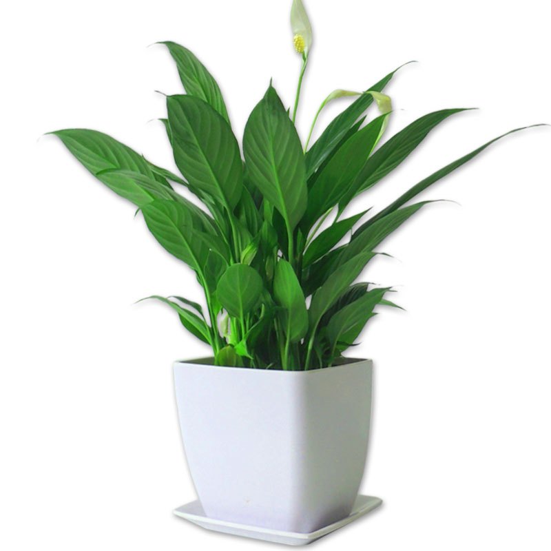 白掌一帆风顺盆栽室内花卉办公室桌面净化空气防辐射除雾霾植物_2