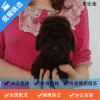 麦比佳 暹罗猫幼猫 纯种血统泰国暹罗猫幼崽活物猫咪幼崽宠物活体暹罗小猫挖煤工海豹重点经典色短毛猫公母有视频选猫空运直达