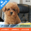麦比佳MOBIUS 布偶猫 纯种布偶宠物猫咪活体幼崽 长毛猫 网红仙女猫猫 双血统赛级名猫海豹双色蓝双重点色蓝眼睛有视频