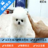 麦比佳 纯种哈多利系球体博美犬活体动物 茶杯博美犬 日系俊杰双血统长不大的茶杯狗白色博美犬 赛级博美犬活体狗狗终身包纯种