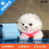 麦比佳 纯种哈多利系球体博美犬活体动物 茶杯博美犬 日系俊杰双血统长不大的茶杯狗白色博美犬 赛级博美犬活体狗狗纯种俊杰犬