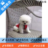 麦比佳 纯种哈多利系球体博美犬幼犬俊介 茶杯博美犬 日系俊杰双血统长不大的茶杯狗白色博美犬 赛级博美犬活体狗狗纯种博美犬