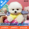 麦比佳 纯种哈多利系球体博美犬幼犬俊介 日系俊杰双血统长不大的茶杯狗白色博美犬 赛级博美犬活体狗狗纯种博美犬终身包纯种